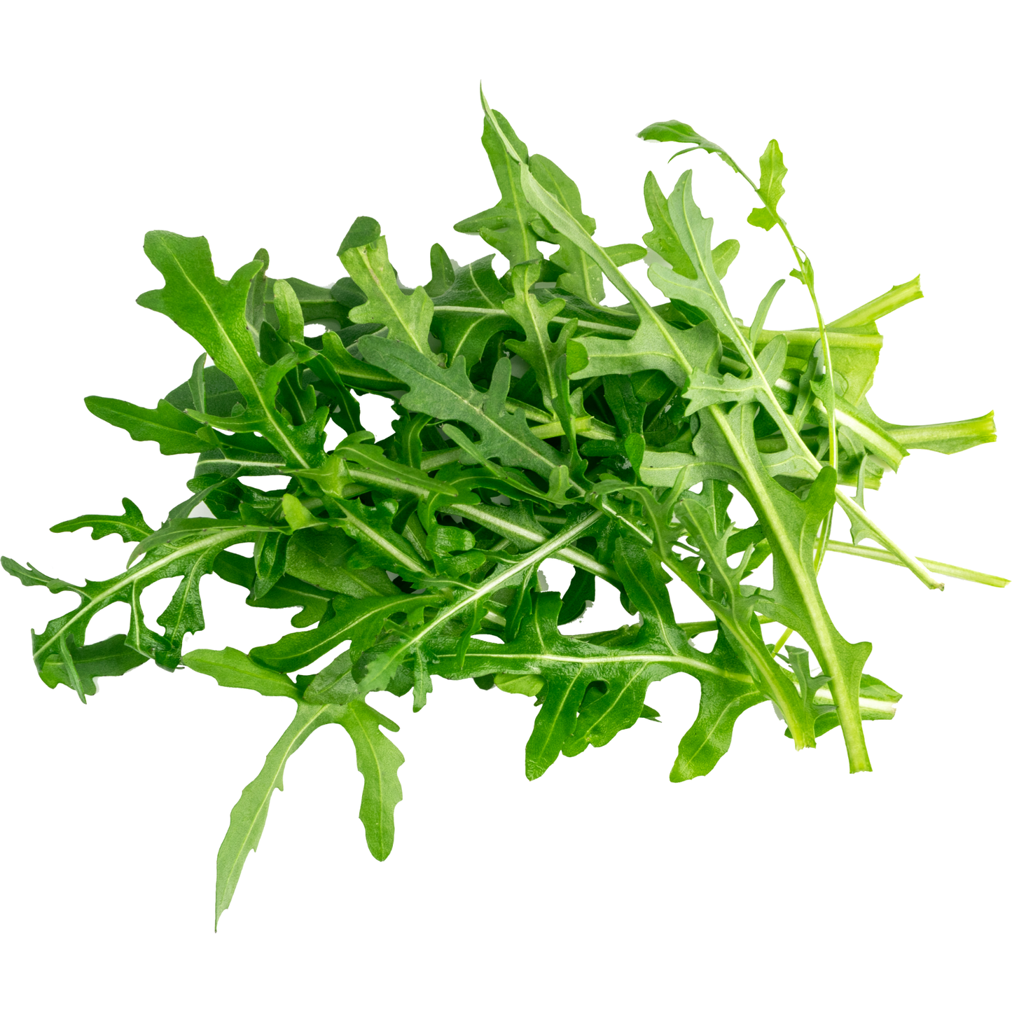 Arúgula baby