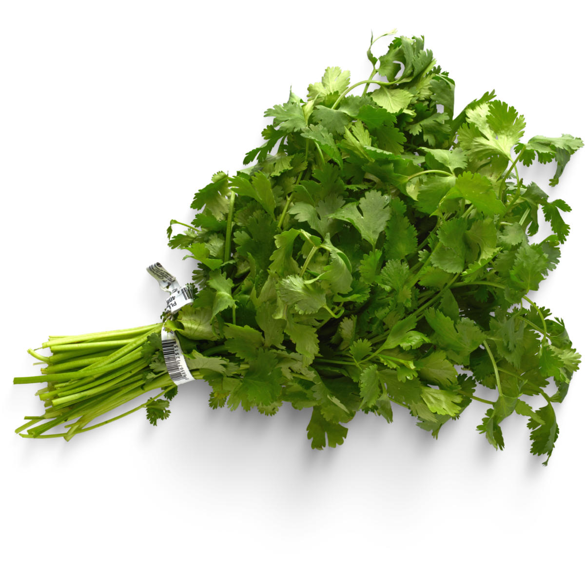 Cilantro