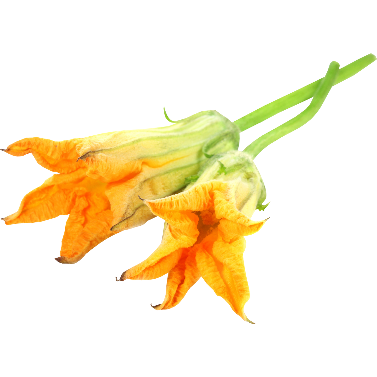 Flor de calabaza
