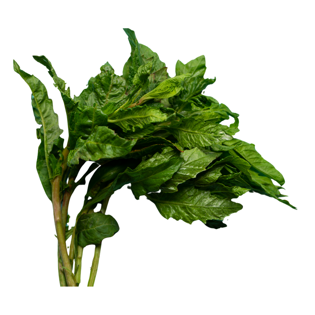 Epazote