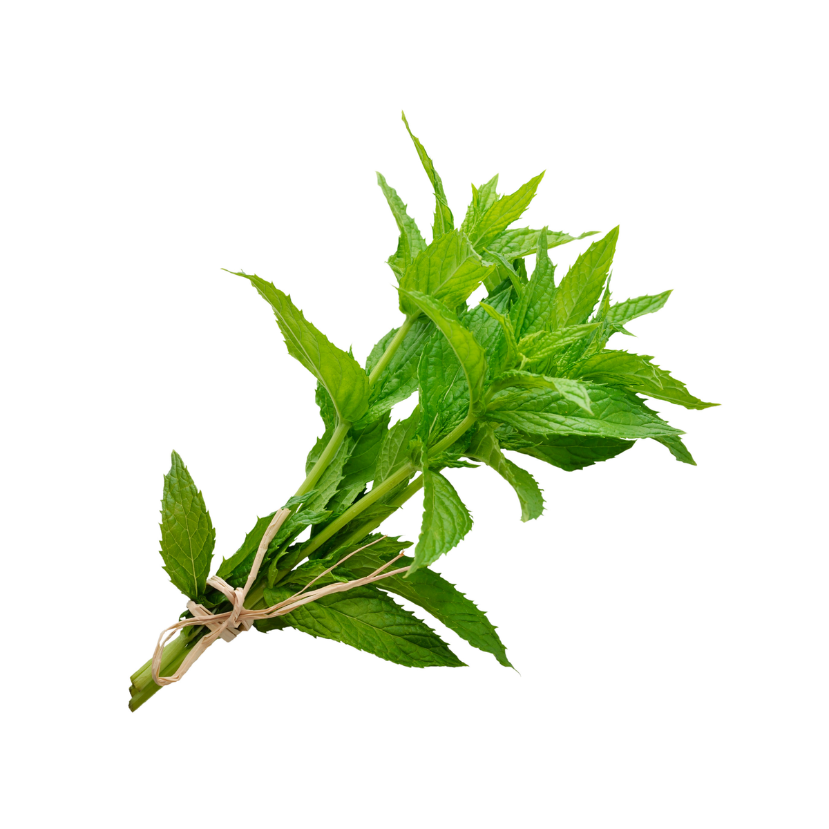 Hierbabuena