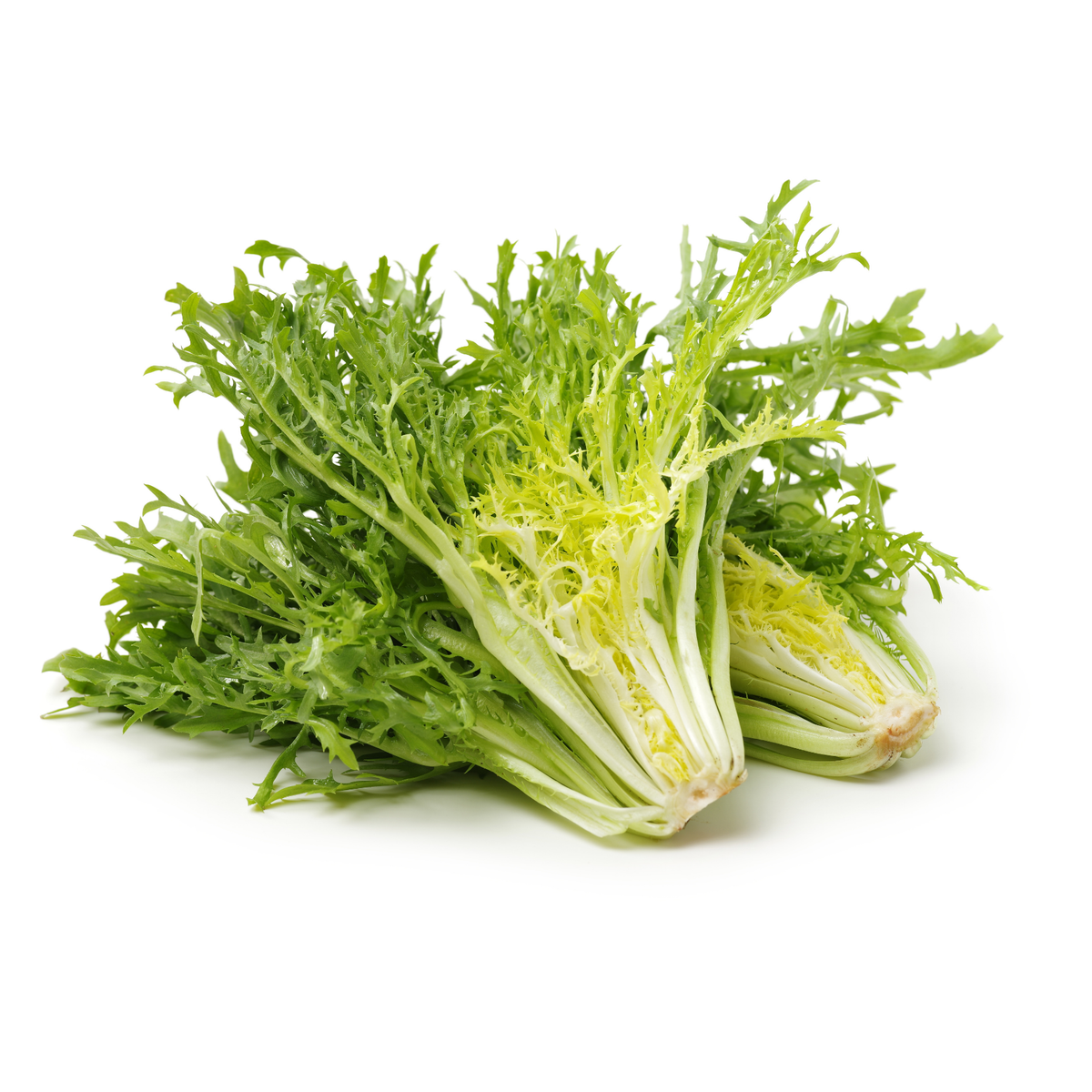 Lechuga escarola