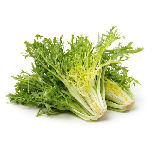 Lechuga escarola