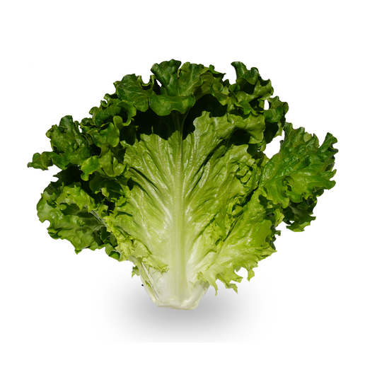 Lechuga italiana