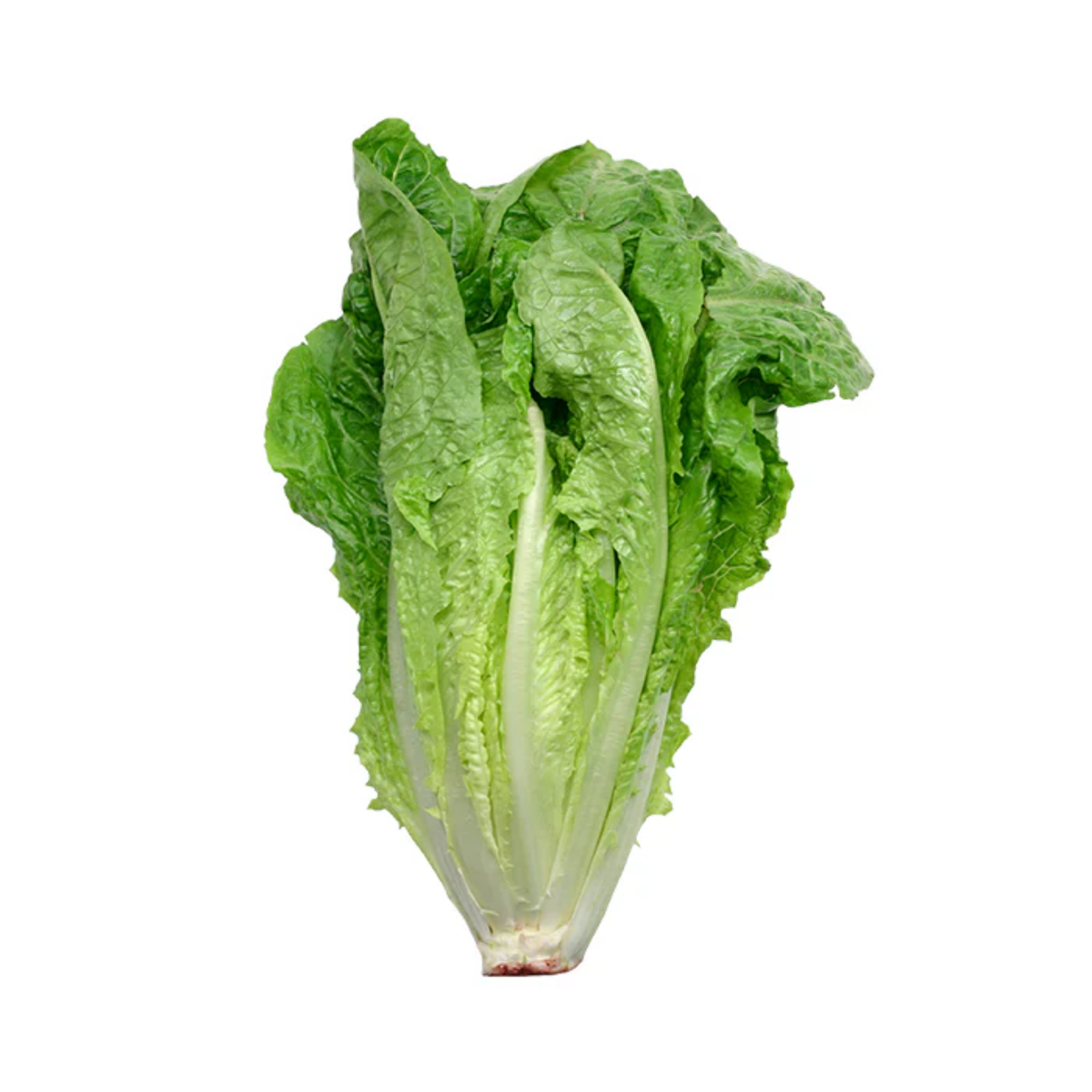 Lechuga orejona