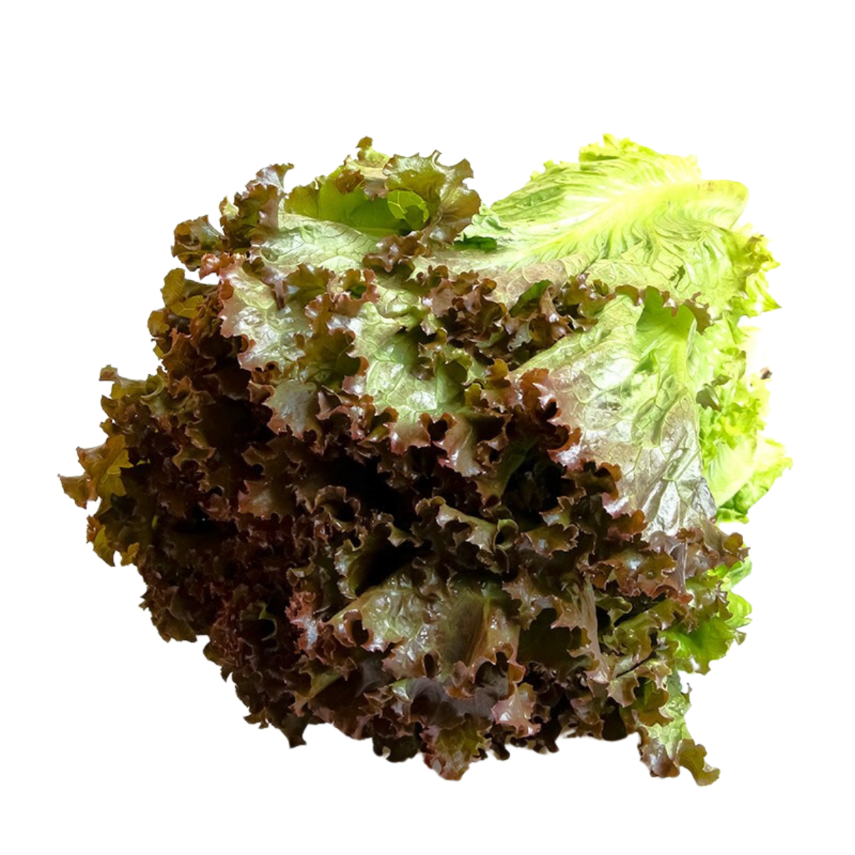 Lechuga sangría