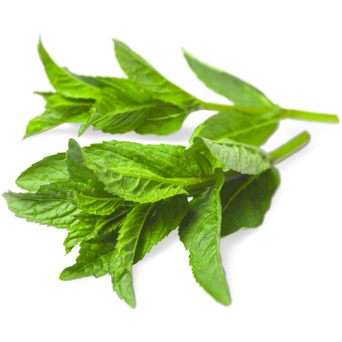 Menta